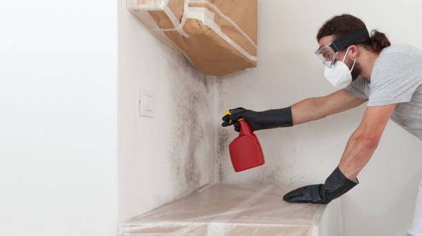 Professional Basement Mold Remediation technician working in Franklin, MI