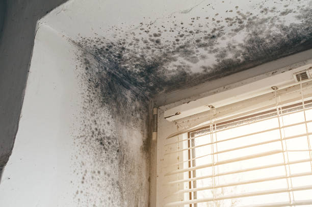 Affordable Basement Mold Remediation solutions in Franklin, MI